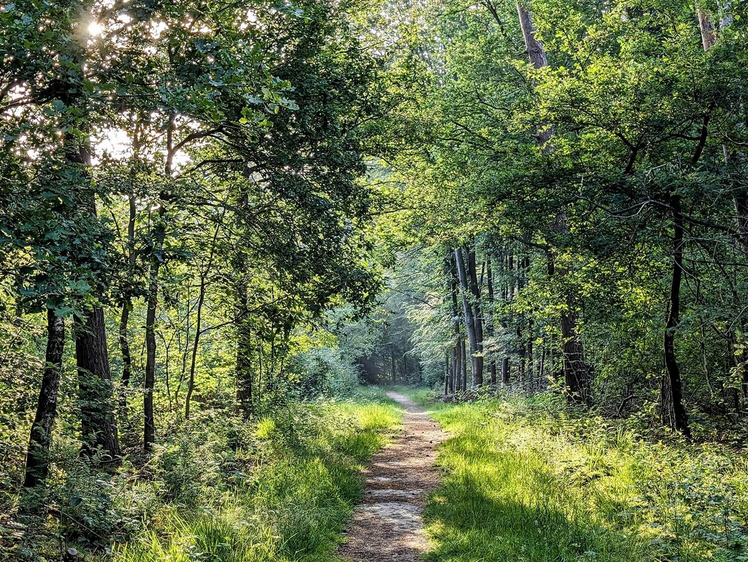 Loop je vast? Wandelcoaching helpt je vooruit!